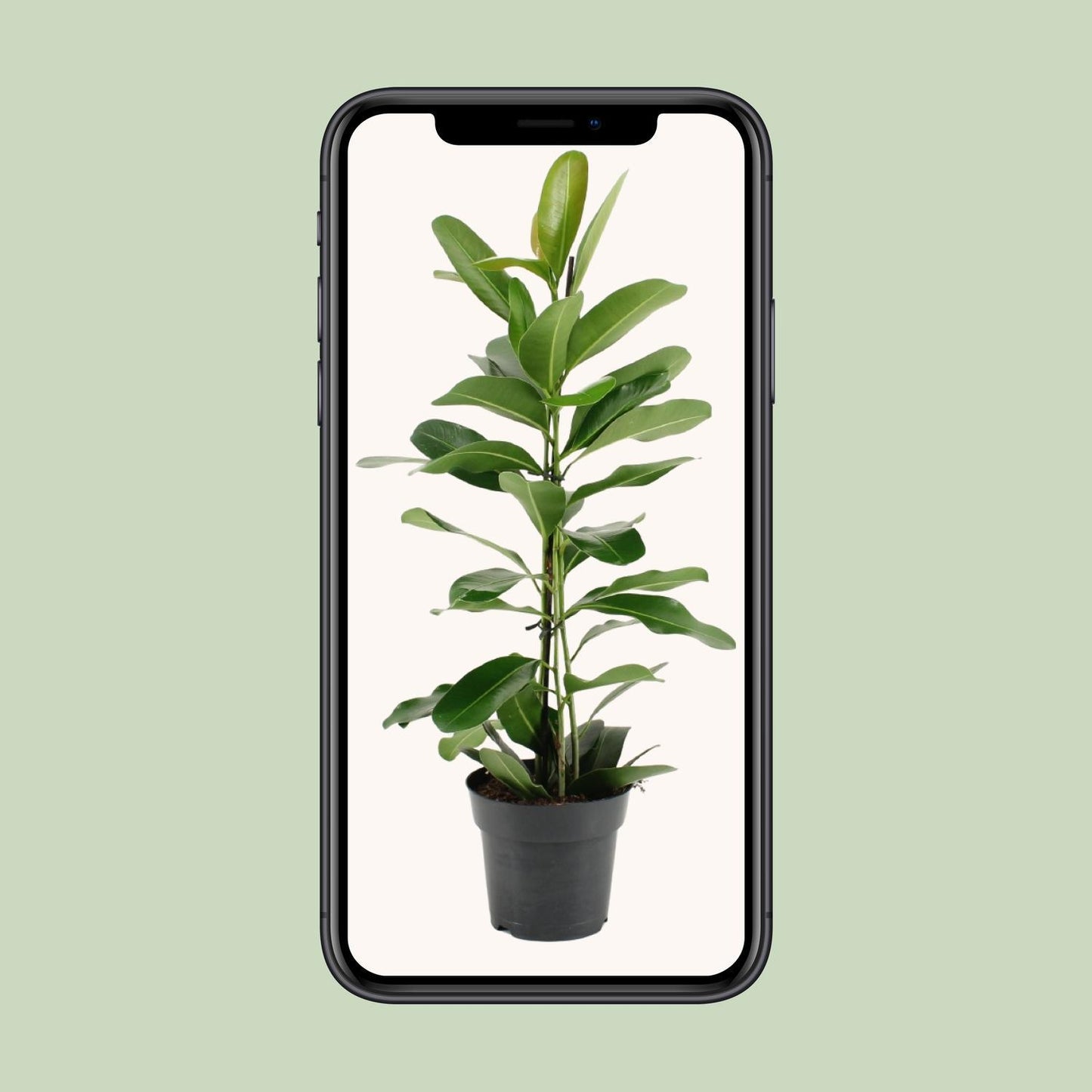 Ficus Microcarpa Smile® - Ø17cm - Höhe 70cm - Zimmerpflanze - grüne-wurzel