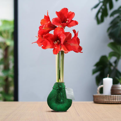 Amaryllis No Water rote Blumen in Weihnachts Glitzer Design - Pflegeleichte Zimmerpflanze in 7 Farben Weihnachten Stil