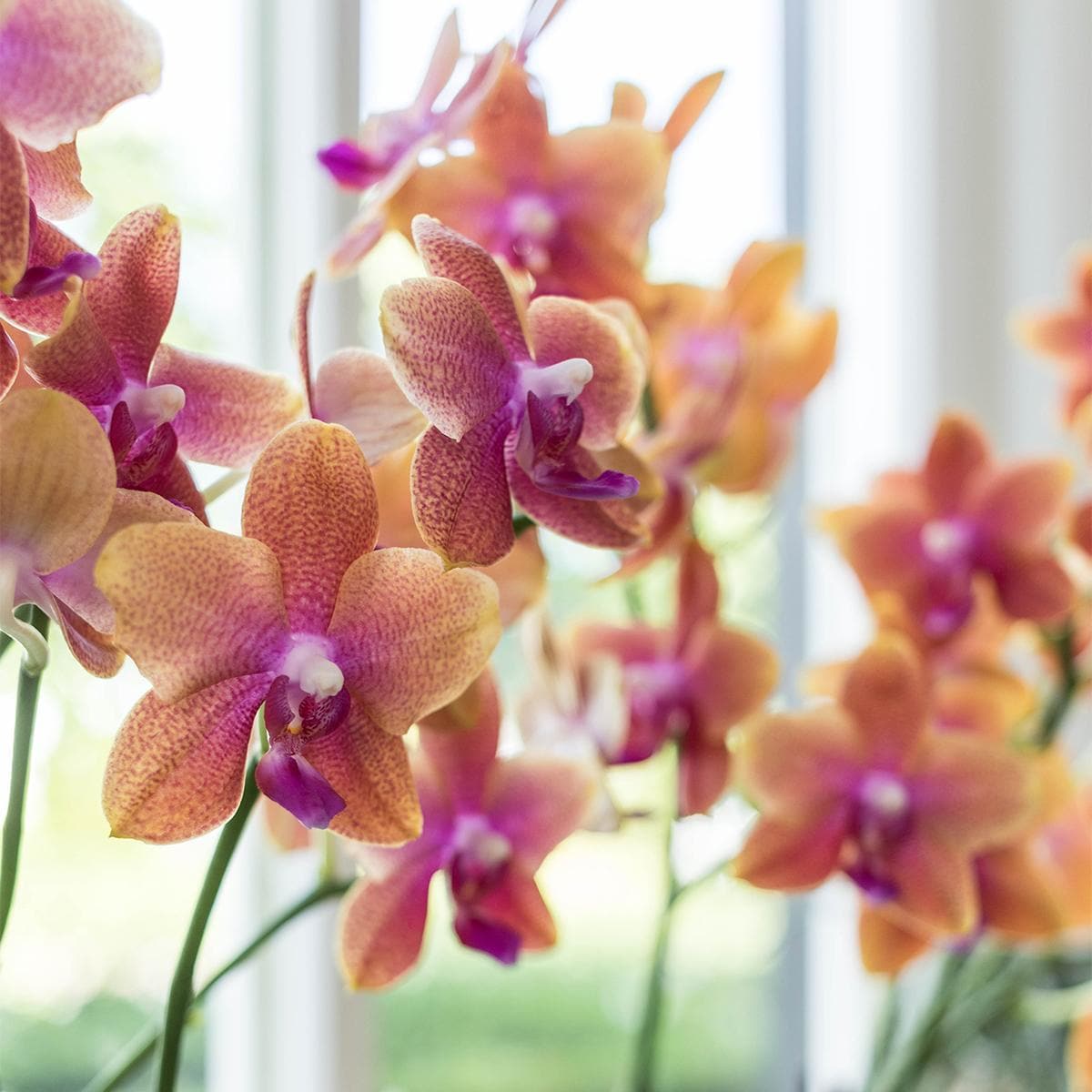 Kolibri Orchids | Orange duftende Phalaenopsis Orchidee im terrakottafarbenen Scandic Topf - Topfgröße Ø12cm Schmetterlingsorchideen Orchidaceae - grüne-wurzel