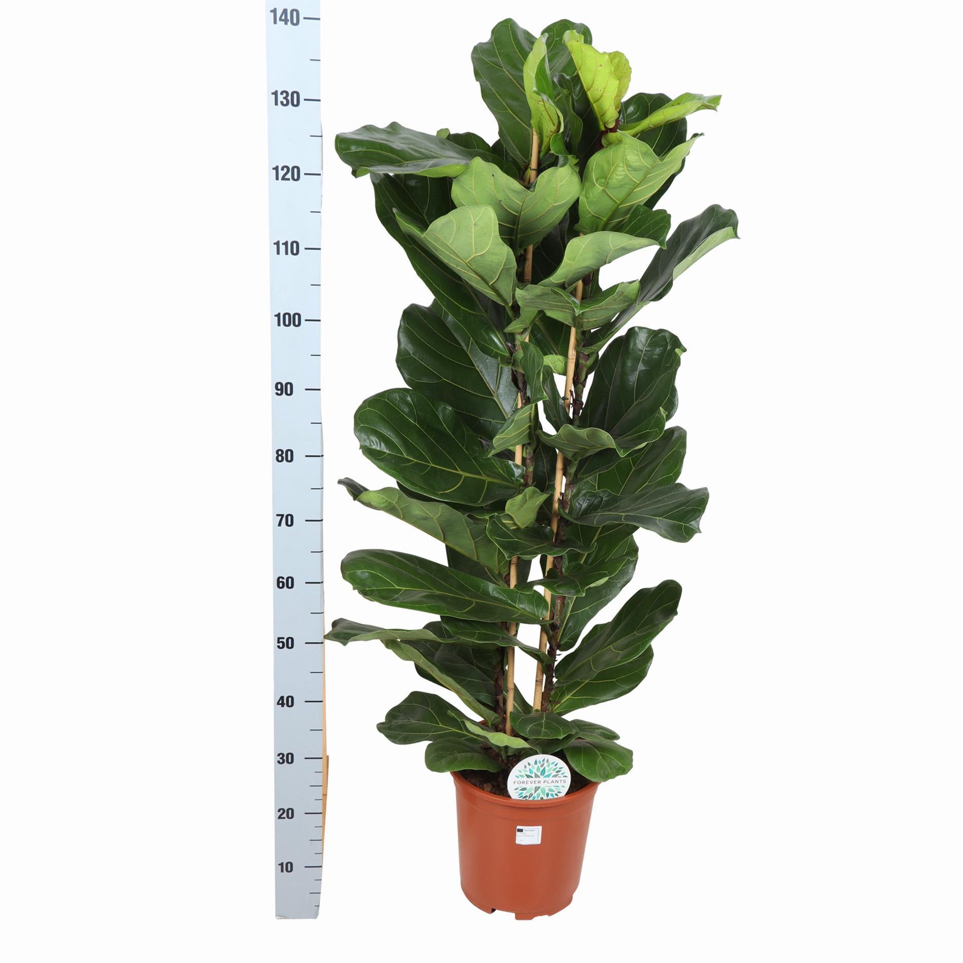 Ficus Lyrata mit Topf - Zimmerpflanze - Ø27cm, ↕140cm - Geigenfeige - grüne-wurzel