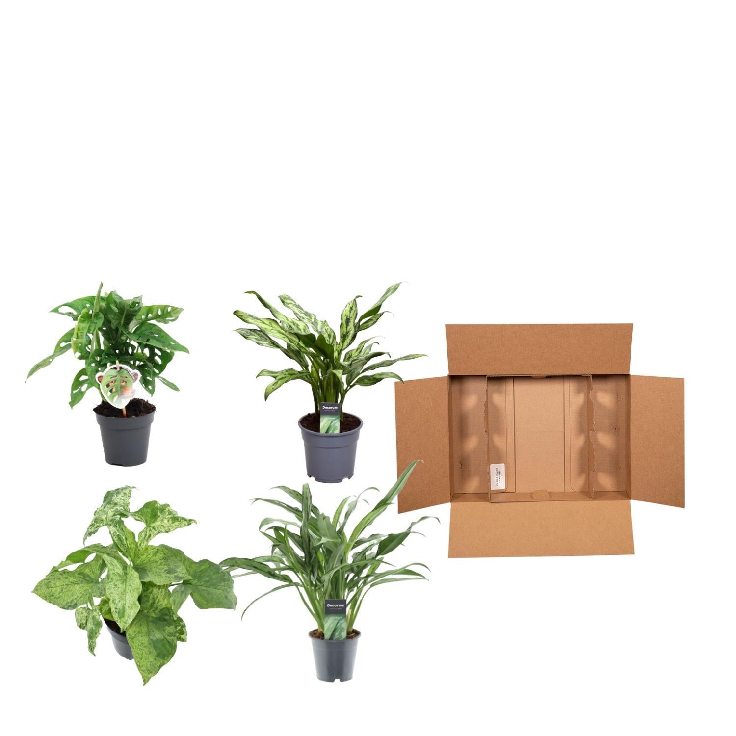 Grün-Mix 4er Set Zimmerpflanzen - Monstera obliqua 'Monkey Leaf' - Aglaonema Juliette - Syngonium Mottled - Aglaonema Cutlass - Zimmerpflanzen - Ø12, 25-40cm - grüne-wurzel