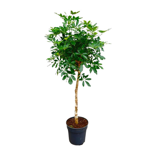 Schefflera auf Stamm - Zimmerpflanze groß