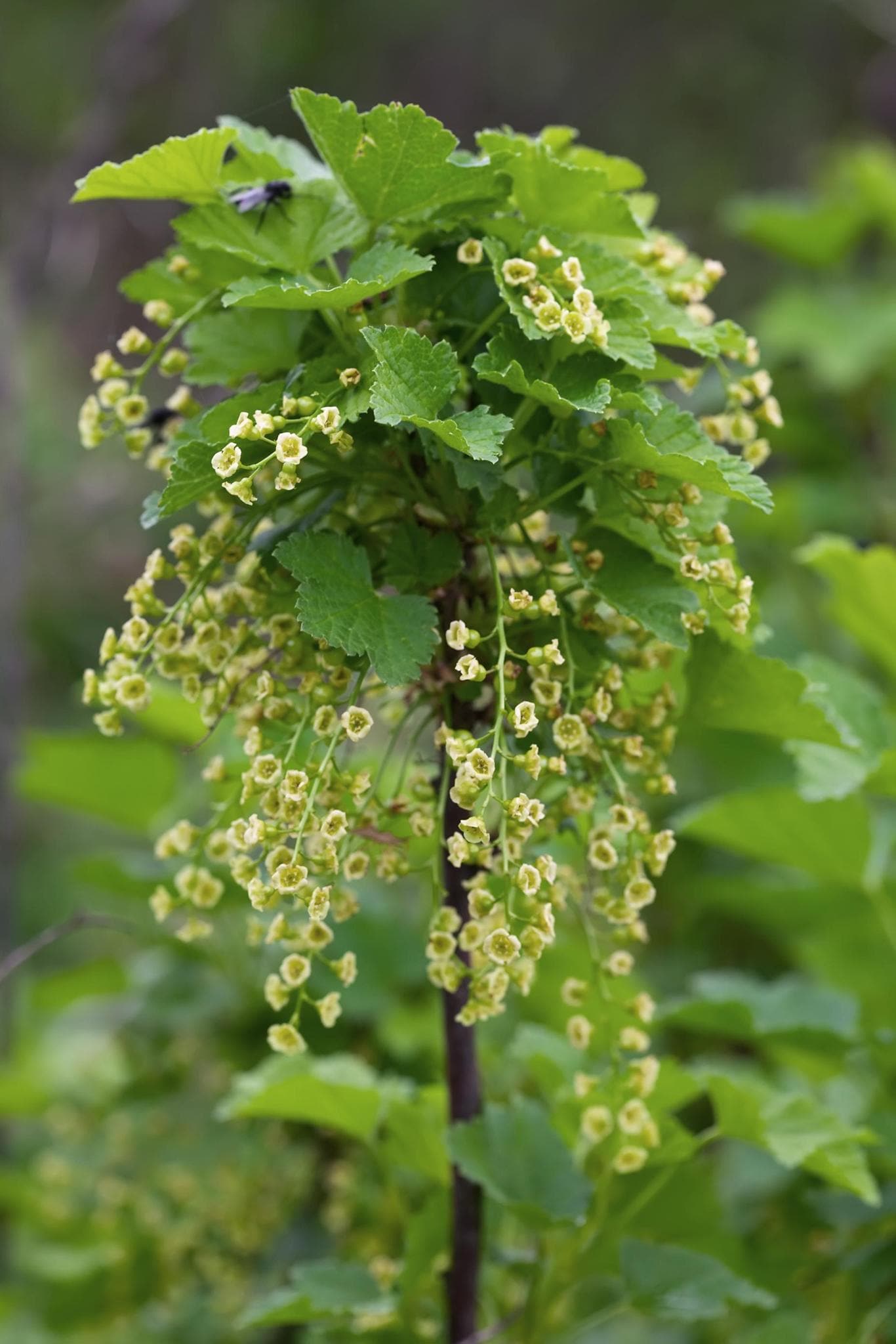 Ribes rubrum - Bio Johannisbeere - Höhe: 45 cm - Durchmesser: 13 cm - grüne-wurzel