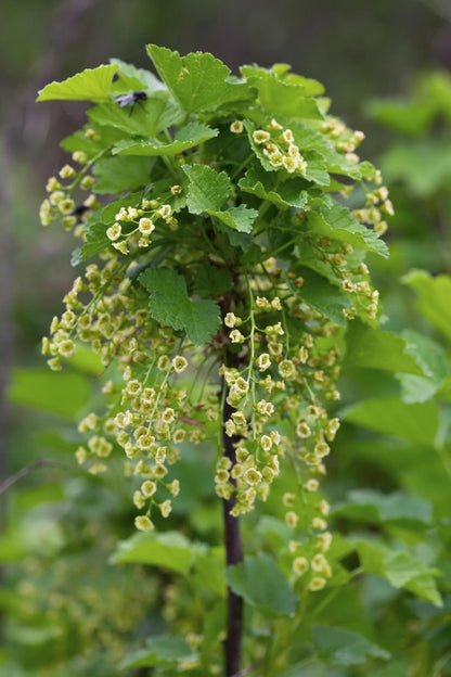 Ribes rubrum - Bio Johannisbeere - Höhe: 45 cm - Durchmesser: 13 cm - grüne-wurzel