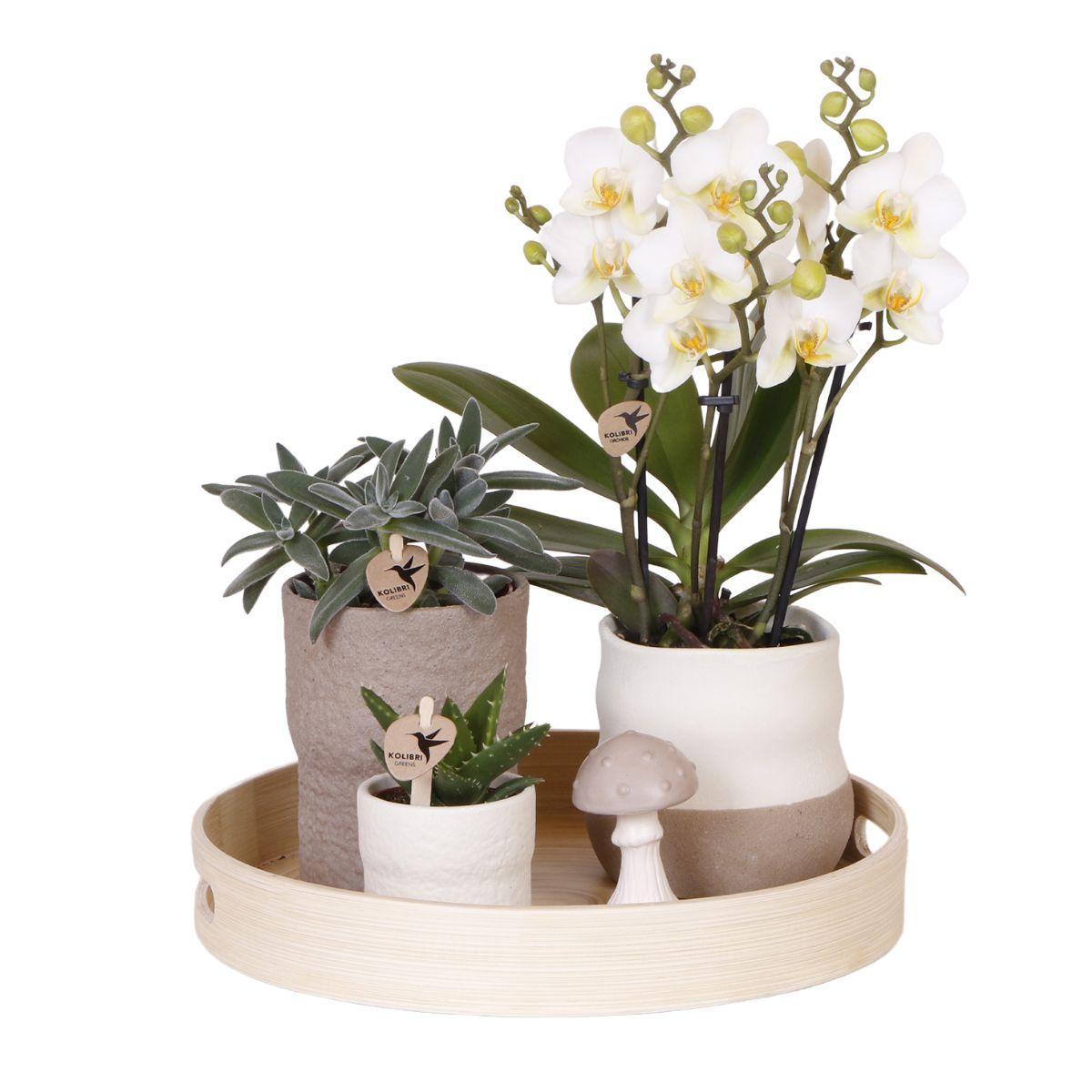 Kolibri Company | Phalaenopsis Orchidee Lausanne & Sukkulenten im Keramik-Zierpflanztopf – Pflanzenset 'Slow Living' – Zimmerpflanzen online kaufen