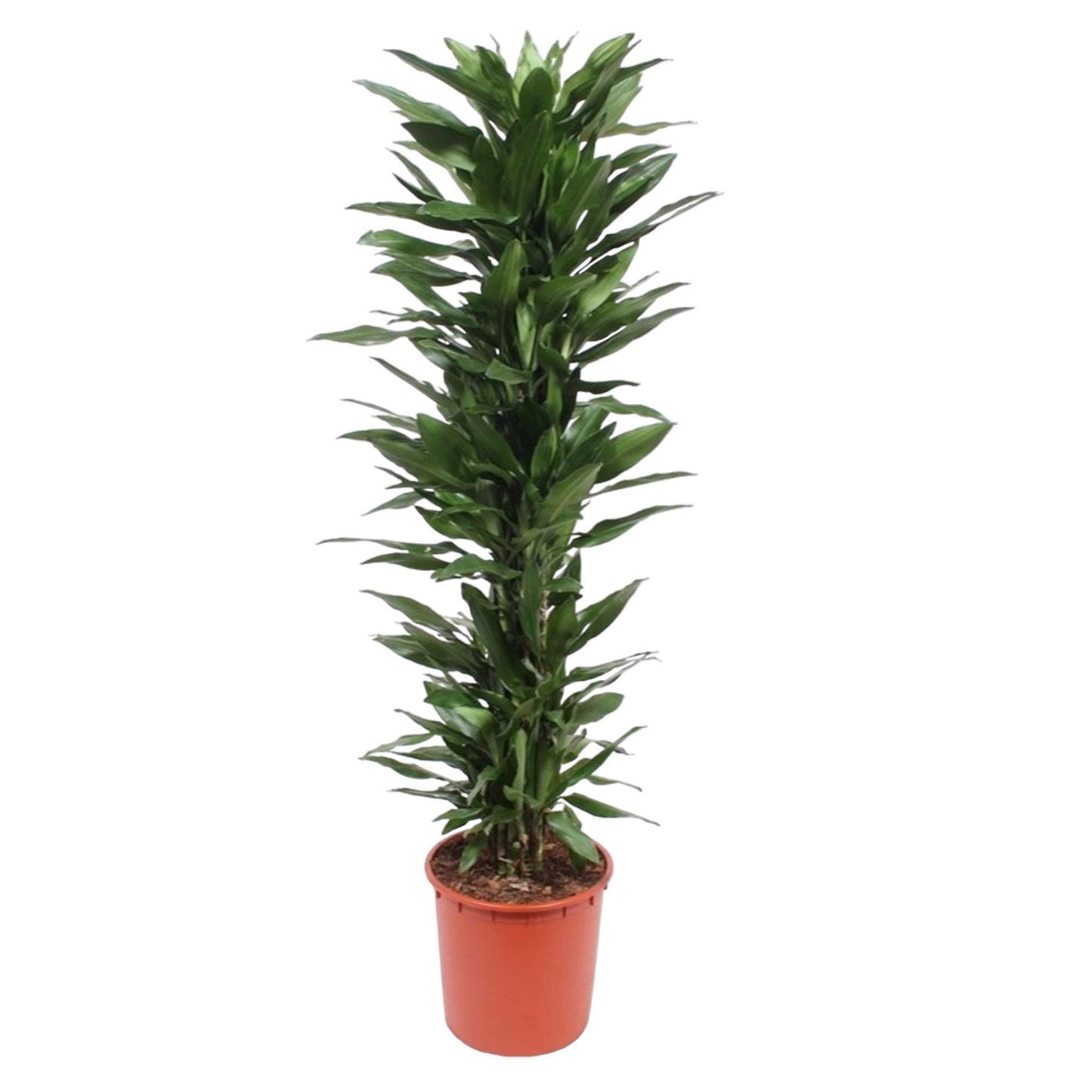 Dracaena Janet Lind – 170 cm Ø34 cm – Zimmerpflanze – XXL Zimmerpflanzen - Drachenbaum