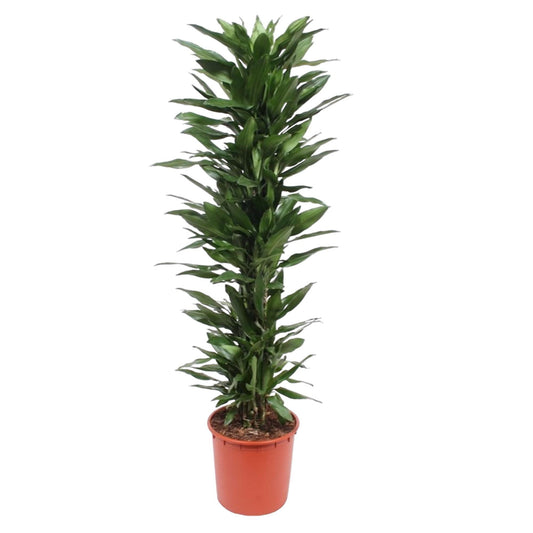 Dracaena Janet Lind – 170 cm Ø34 cm – Zimmerpflanze – XXL Zimmerpflanzen - Drachenbaum