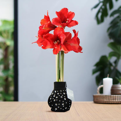 Amaryllis No Water Rote Blumen Urban Klamotten Stil  - Pflegeleichte Zimmerpflanze in 2 Designs (Jeans und Stein Style)