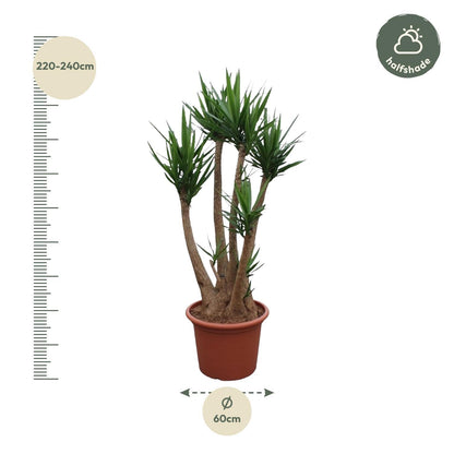 Yucca Elephantipes verzweigt – 230 cm Ø60 – Palmen – Spanisches Bajonett – Yucca Palme – XXL Zimmerpflanze