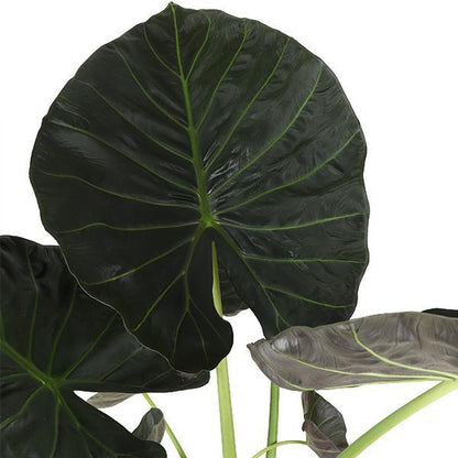 Alocasia Regal Shield mit Topf - Alocasia - Zimmerpflanze - Ø24cm, ↕110cm - Elefantenohr - grüne-wurzel