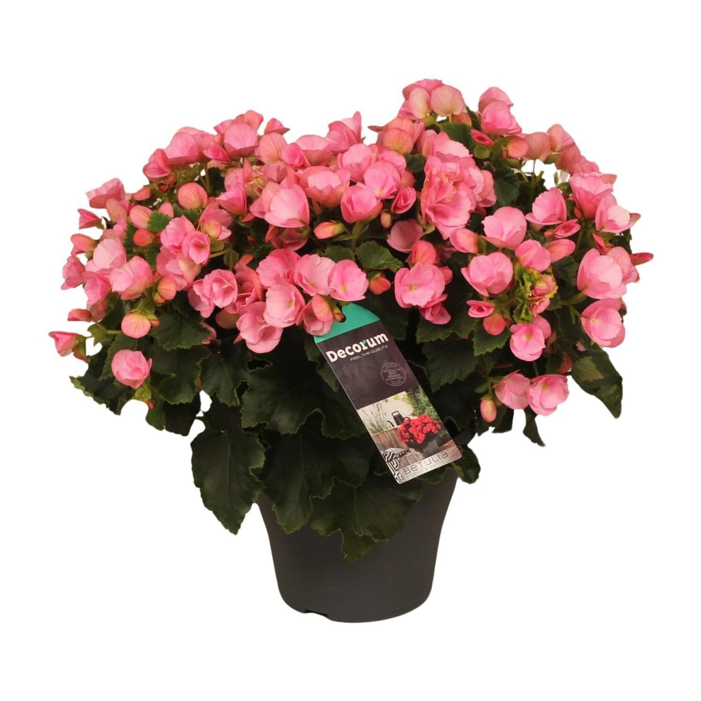 Begonia Betulia Candy – 35 cm Ø19 – Pflegeleichte Zimmerpflanze – Schattenbegonie – Begonie