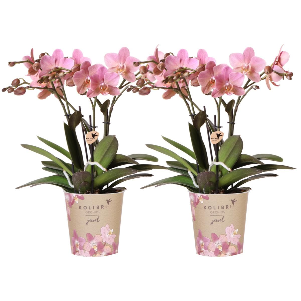 Kolibri Orchids |2 altrosa Phalaenopsis Orchideen Orchidaceae Treviso | Zimmerpflanze Ø12cm | Schmetterlingsorchidee blühend Rosa Pink - grüne-wurzel