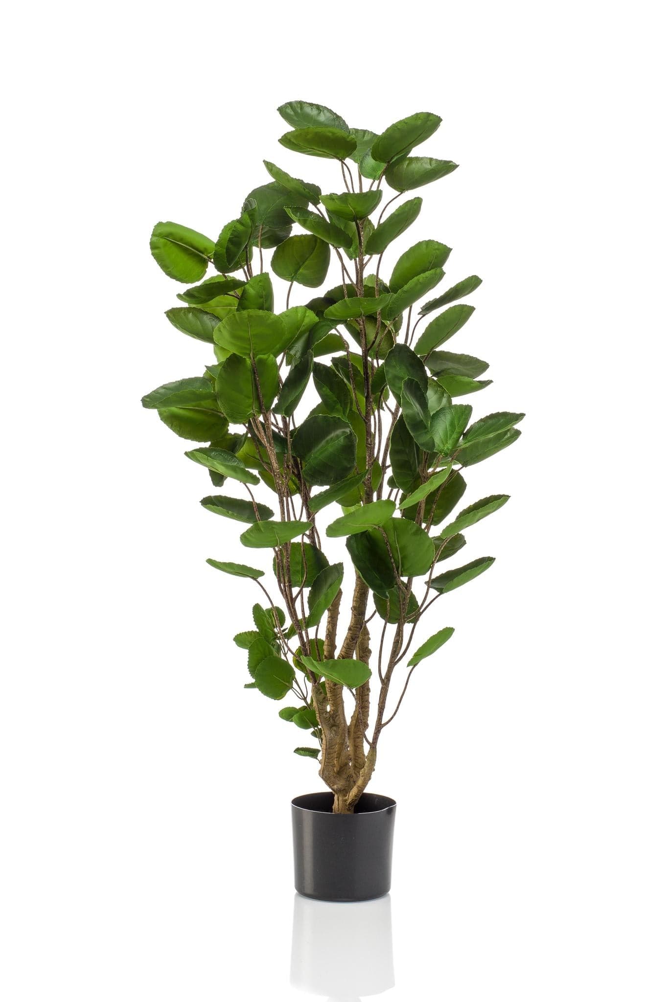 Kunstpflanze Polyscias - Aralia - 180 cm - Zimmerpflanze - Künstliche Pflanzen wie echt - grüne-wurzel