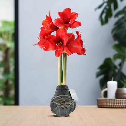 Amaryllis rote No Water Blumen Kunst Design Pflegeleichte Zimmerpflanze 3 Farben Blühend - Weiß Schwarz Gold Dekoration