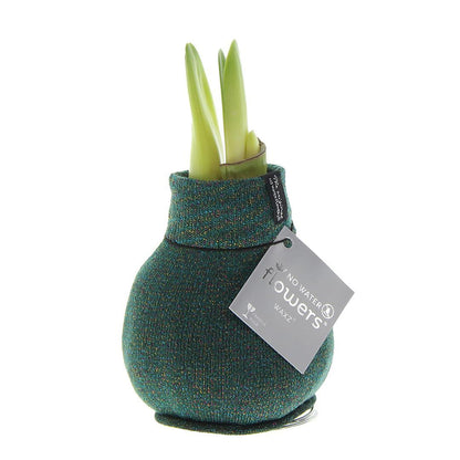 Amaryllis No Water Blumen mit Stoffverpackung / Stoffhülle - Pflegeleichte Blühende Zimmerpflanze Grün Schwarz Bordeaux Pullover