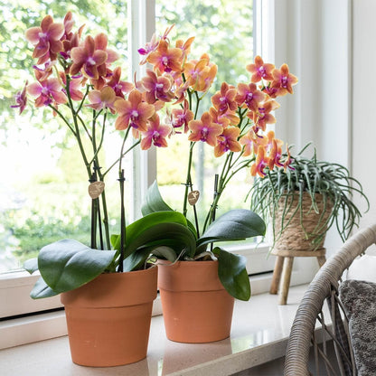 Kolibri Orchids | Orange duftende Phalaenopsis Orchidee im terrakottafarbenen Scandic Topf - Topfgröße Ø12cm Schmetterlingsorchideen Orchidaceae - grüne-wurzel