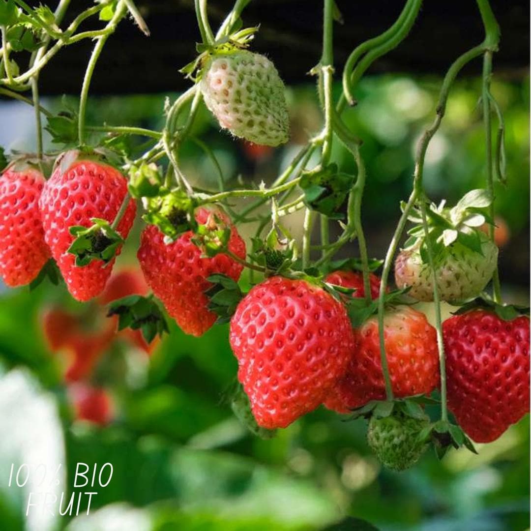 BIO Erdbeerpflanzen Set - Fragaria - 3 Pflanzen - Ø13 cm - Gartenpflanze - grüne-wurzel