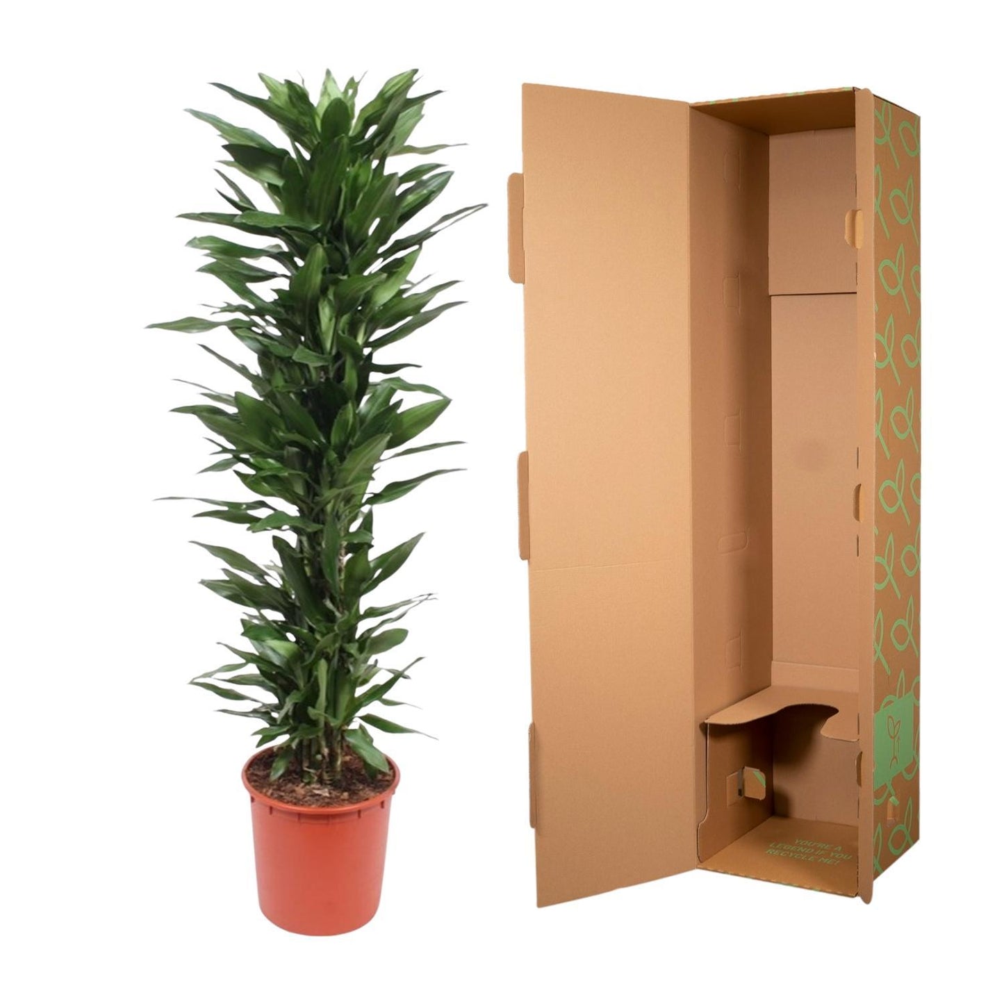 Dracaena Janet Lind – 170 cm Ø34 cm – Zimmerpflanze – XXL Zimmerpflanzen - Drachenbaum