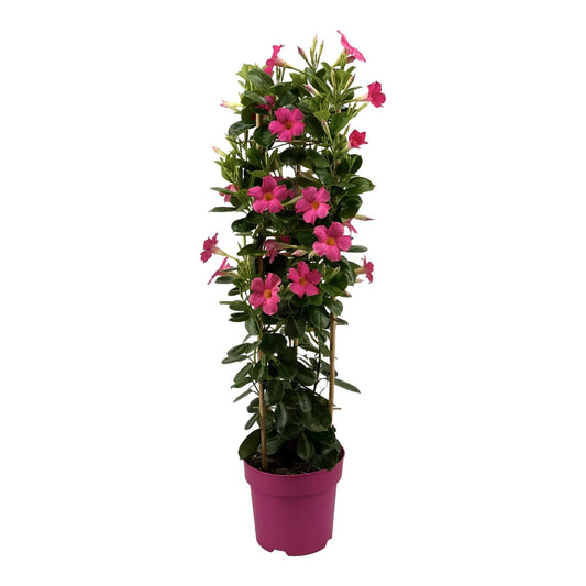 Mandevilla Sundaville Early Pink im Turm Dipladenia - Durchmesser: 19 cm - Höhe: 75 cm - Kletterpflanze, Blütenpracht, Balkonpflanze, Gartenpflanze - grüne-wurzel