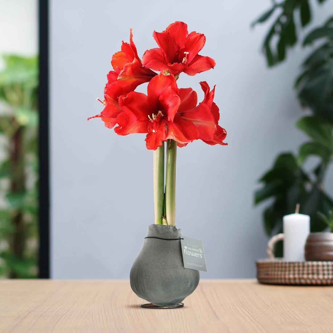 Amaryllis rote No Water Blume Samt Stil Pflegeleichte Zimmerpflanze 8 Farben Blühend - weiß und rot