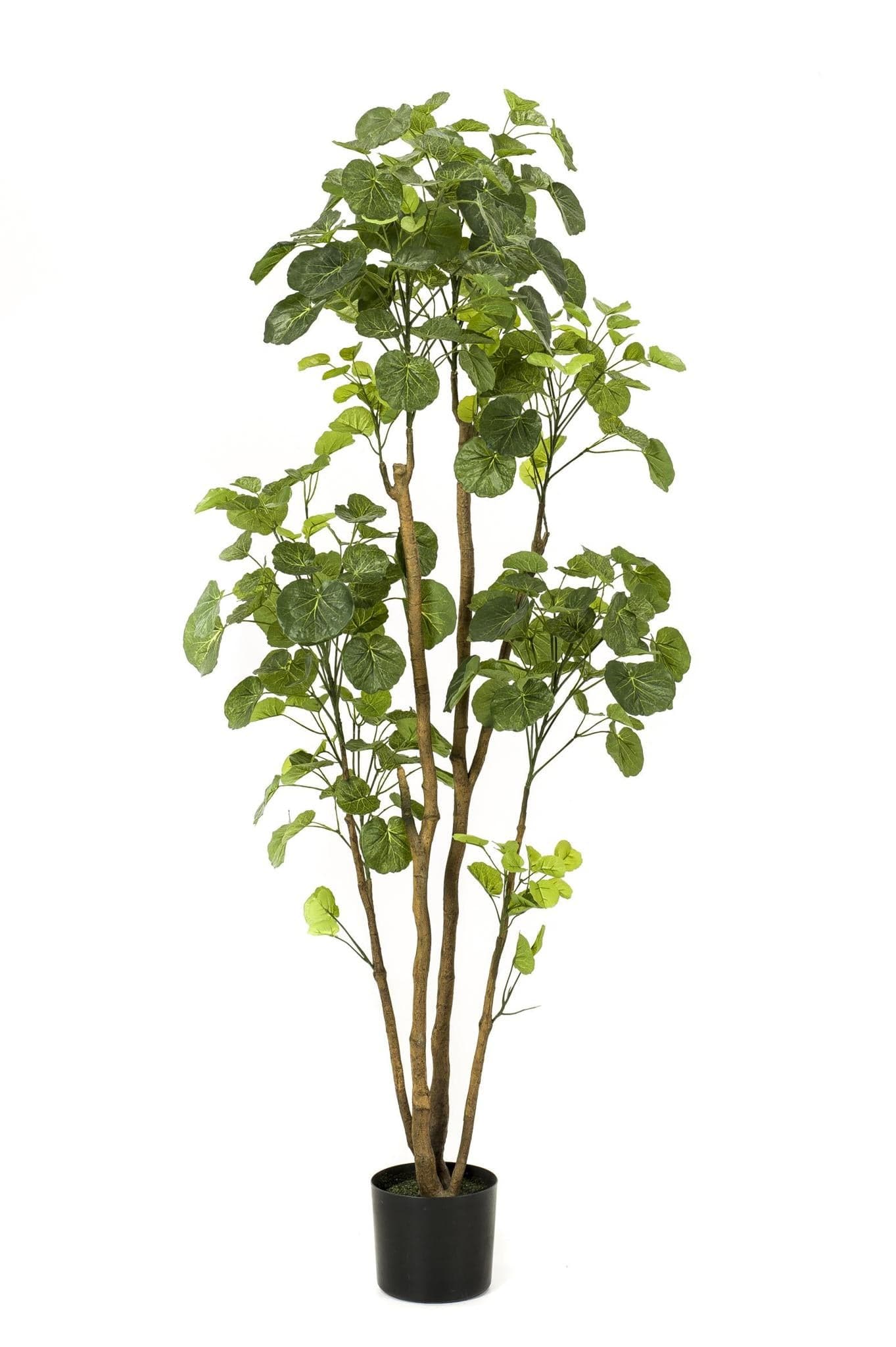 Kunstpflanze Polyscias - Aralia - 160 cm - Zimmerpflanze - Künstliche Pflanzen wie echt - Kunstbaum - grüne-wurzel