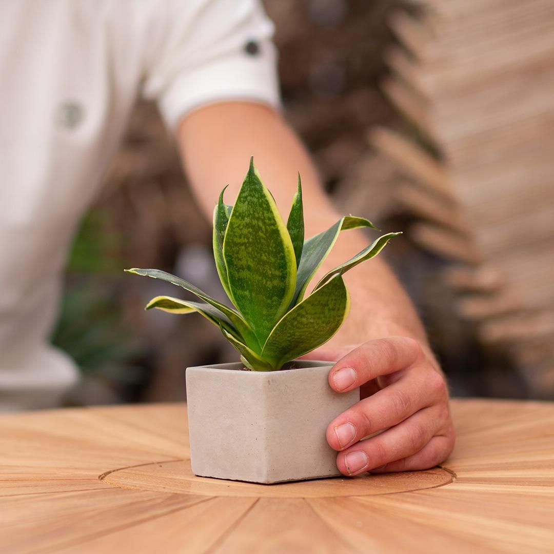 Sansevieria Bogenhanf "It's a Boy" - Pflegeleichte Zimmerpflanze im Congreetz® Plantpot - Grünes Babygeschenk