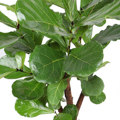 Ficus Lyrata verzweigt mit natürlichem Korb - Zimmerpflanze - Ø27cm ↕130cm - Geigenfeige - grüne-wurzel