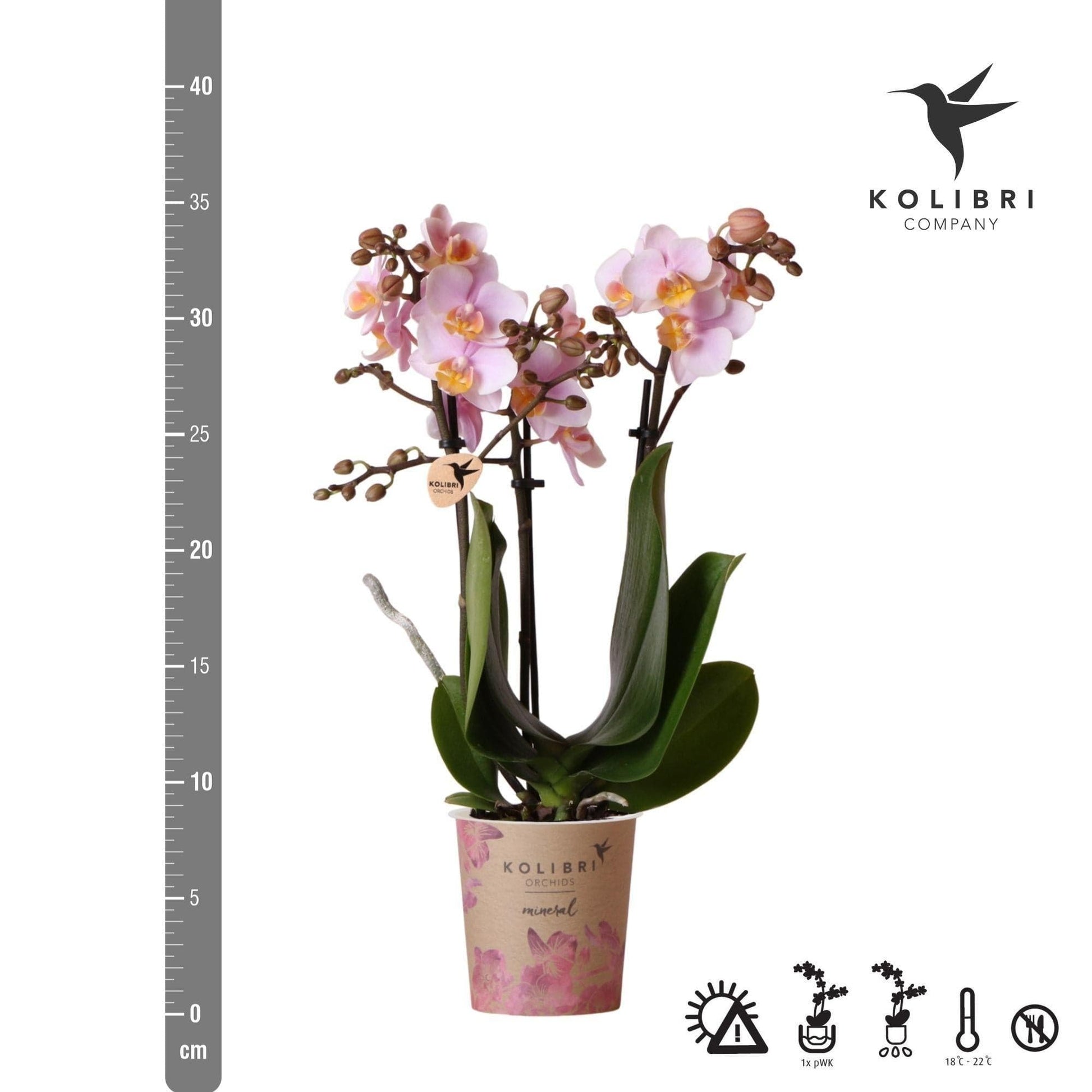 Kolibri Orchids | Rosa Phalaenopsis Orchidee - Andorra - Orchidaceae - Schmetterlingsorchidee - Topfgröße Ø9cm | blühende Zimmerpflanze - frisch vom Züchter - grüne-wurzel