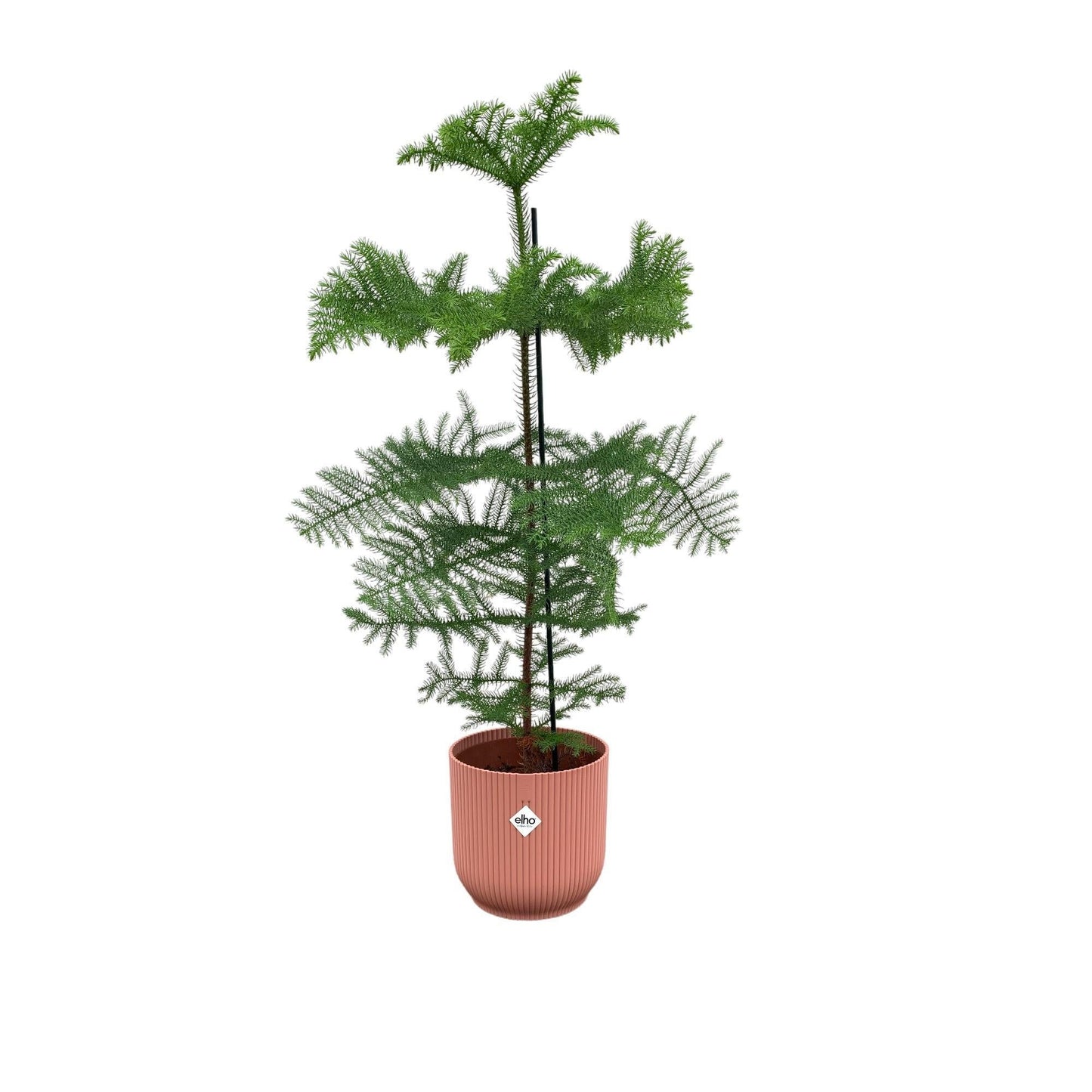 Araucaria mit Elho Vibes Topf in verschiedenen Farben - Zimmerpflanze - 100cm - Ø22cm - Zimmertanne - Immergrüne Pflanzen - Zimmerpflanzen groß