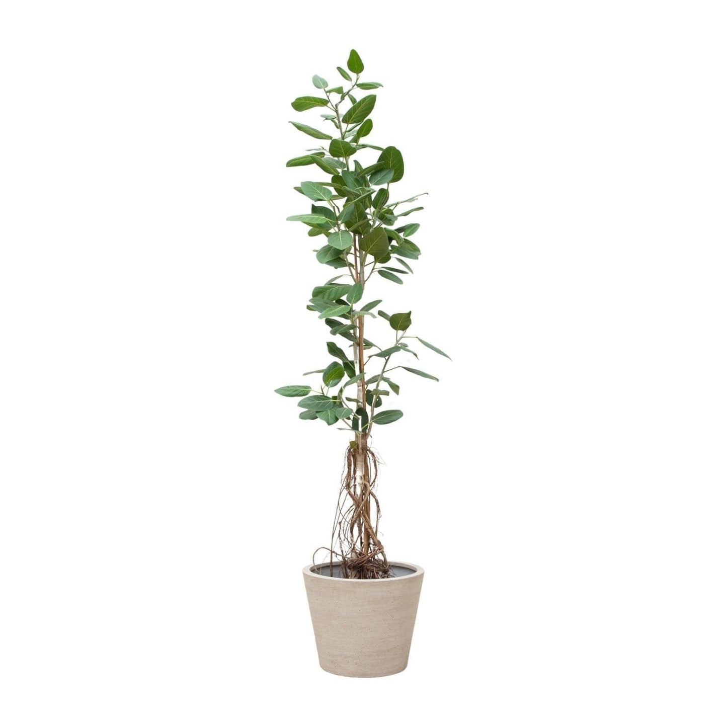 Indischer Banyanbaum Ficus Benghalensis am Stamm mit hängenden Wurzeln - Zimmerpflanze - 220 cm - Ø45 cm im Topf - grüne-wurzel