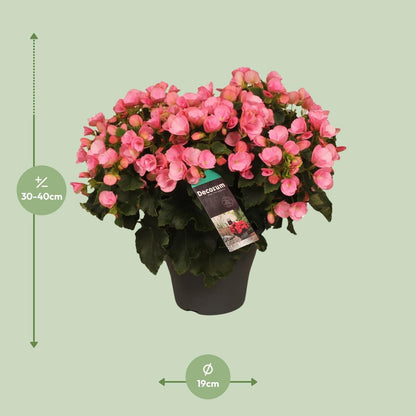 Begonia Betulia Candy - Ø19cm - ↕35cm - grüne-wurzel