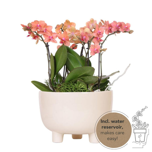 3x Kolibri Orchideen Pflanzenset mit Wasserreservoir | orangefarbene Orchideen und Rhipsalis | Zimmerpflanze 40 cm im Topf Ø15 cm Phalaenopsis - grüne-wurzel