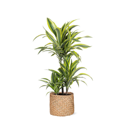 Dracaena Lemon Lime mit Topf oder Korb in verschiedenen Farben - Zimmerpflanze - Ø21cm, ↕65cm - Drachenbaum