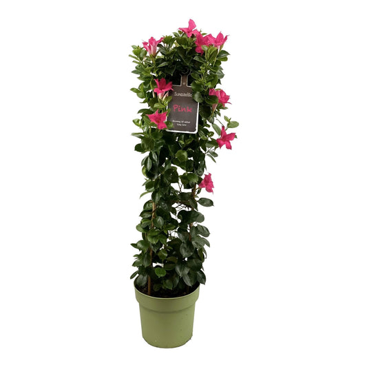 Mandevilla Sundaville Classic Pink - Dipladenia Rankturm für Garten und Terrasse - Durchmesser 24 cm, Höhe 95 cm Gartenpflanze - grüne-wurzel