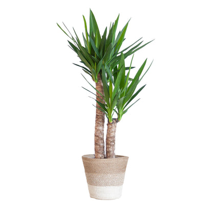 Yucca Elephantipes – Palmlilie – Sukkulente - 90cm – Zimmerpflanze inkl. nachhaltigem Viber Topf, Lissabon Korb oder Sofia Korb