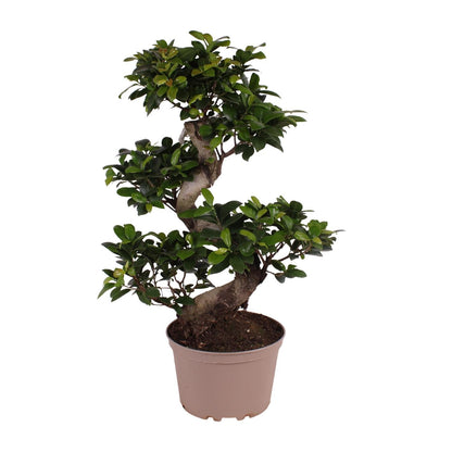 Ficus M. Ginseng - Ficus Microcarpa - Ø22cm - Höhe 70cm - Zimmerpflanze - Feigenbaum - grüne-wurzel