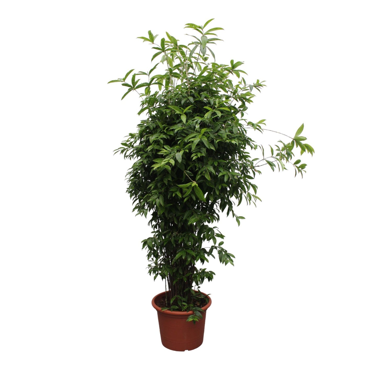 Dracaena Surculosa - Japanischer Bambus - 300 cm Ø60 cm - Zimmerpflanze - XXL Zimmerpflanzen