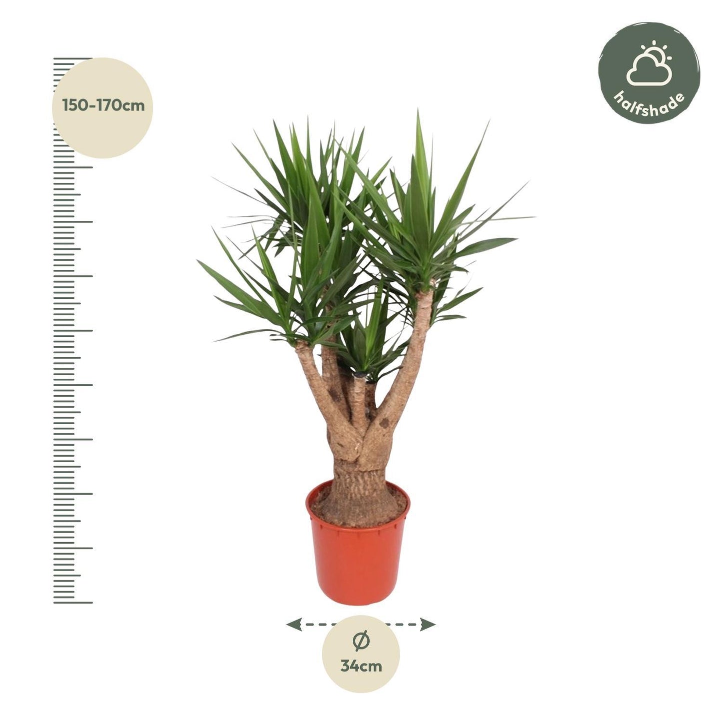 Yucca Elephantipes verzweigt – 160 cm Ø34 – Palmen – Spanisches Bajonett – Yucca Palme – XXL Zimmerpflanze