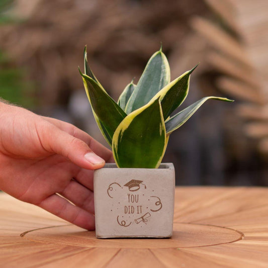 Sansevieria Bogenhanf "You Did It" - Pflegeleichte Zimmerpflanze im Congreetz® Plantpot - Grünes Geschenk für Absolventen