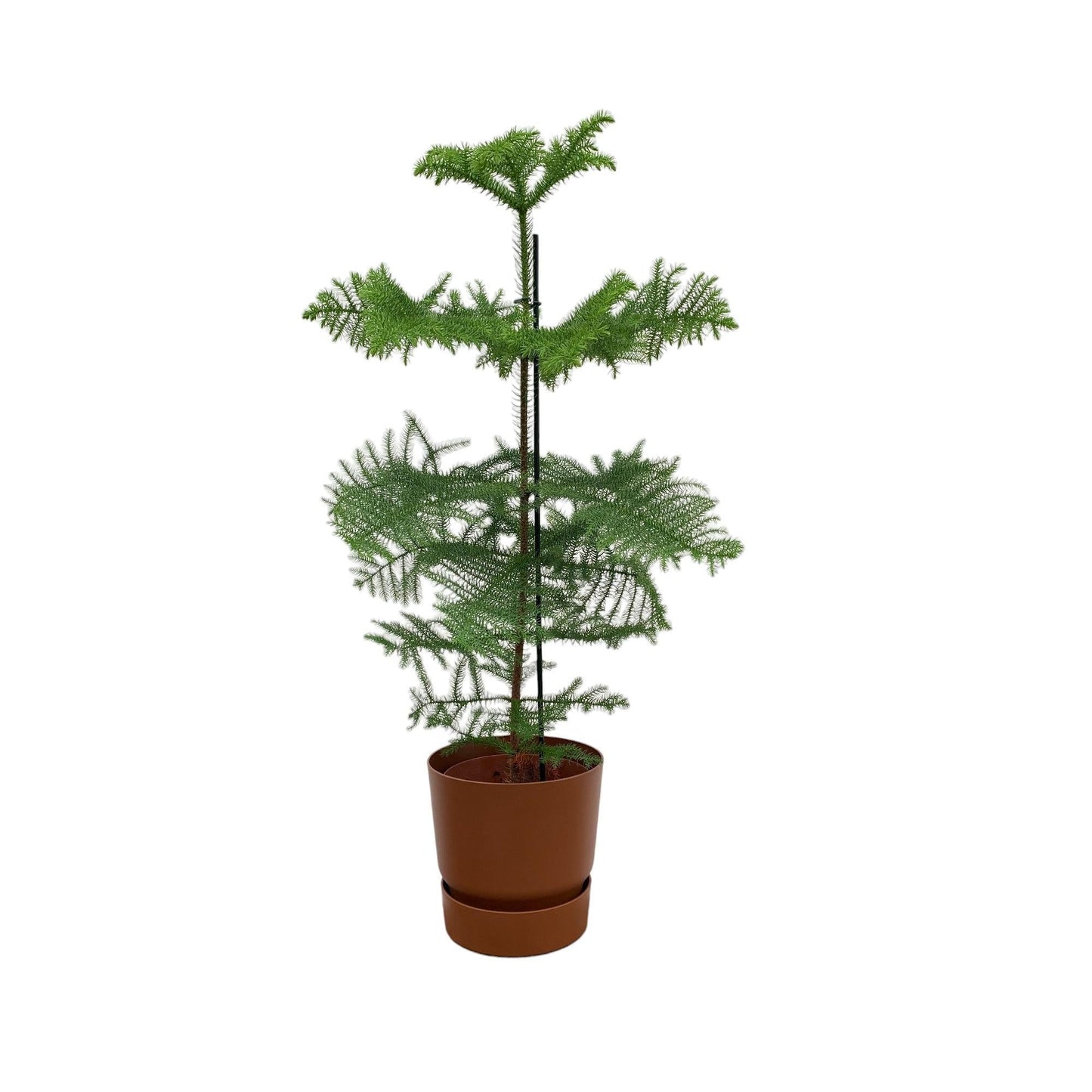 Araucaria Zimmerkiefer mit Elho Topf in verschiedenen Farben - 100 cm Ø25 - Araucaria heterophylla - Immergrüne pflegeleichte Zimmerpflanze - Mini Weihnachtsbaum - Zimmertanne