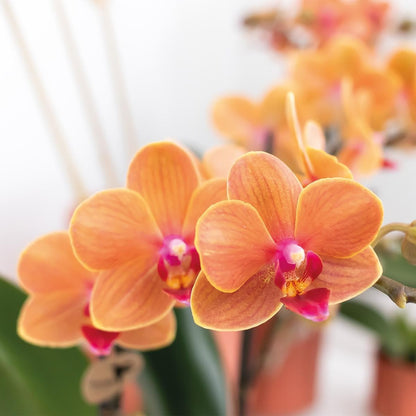 Kolibri Orchids | Orange Phalaenopsis Orchidee - Mineral Bolzano | Orchidaceae Schmetterlingsorchideen - Topfgröße Ø9cm | blühende Topfpflanze - frisch vom Züchter - grüne-wurzel