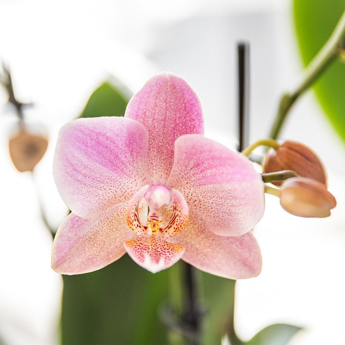 Kolibri Orchids |2 altrosa Phalaenopsis Orchideen Orchidaceae Treviso | Zimmerpflanze Ø12cm | Schmetterlingsorchidee blühend Rosa Pink - grüne-wurzel