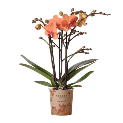 Kolibri Orchids | Orange Phalaenopsis Orchidee - Mineral Bolzano | Orchidaceae Schmetterlingsorchideen - Topfgröße Ø9cm | blühende Topfpflanze - frisch vom Züchter - grüne-wurzel