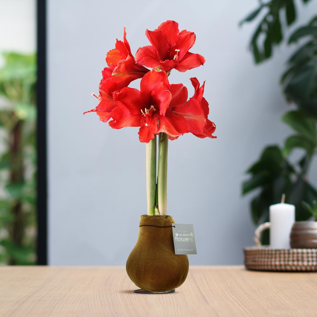 Amaryllis rote No Water Blume Samt Stil Pflegeleichte Zimmerpflanze 8 Farben Blühend - weiß und rot