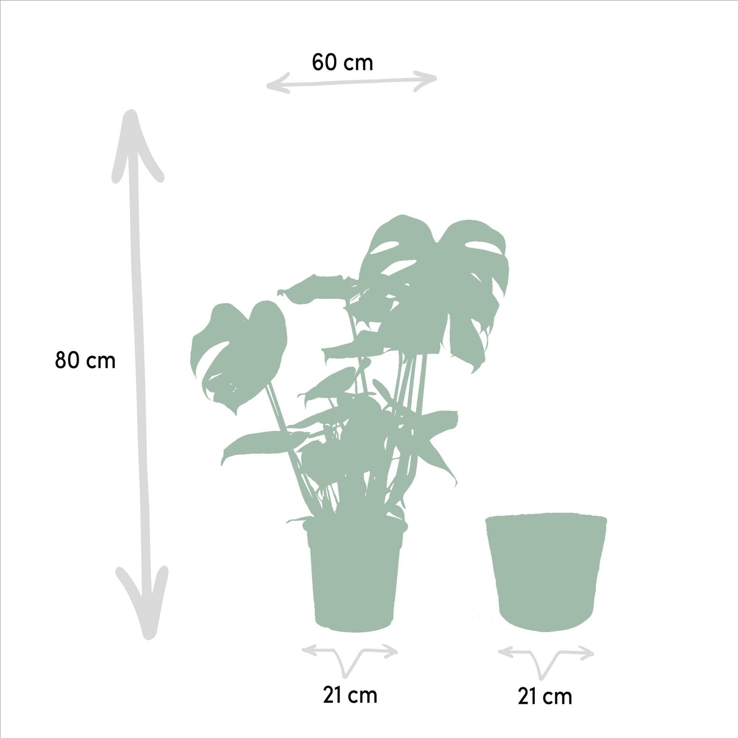 Monstera Deliciosa - Ø21cm - ↕75cm + Musa Dwarf Cavendish - Ø21cm - ↕90cm + Korb Igmar - grüne-wurzel