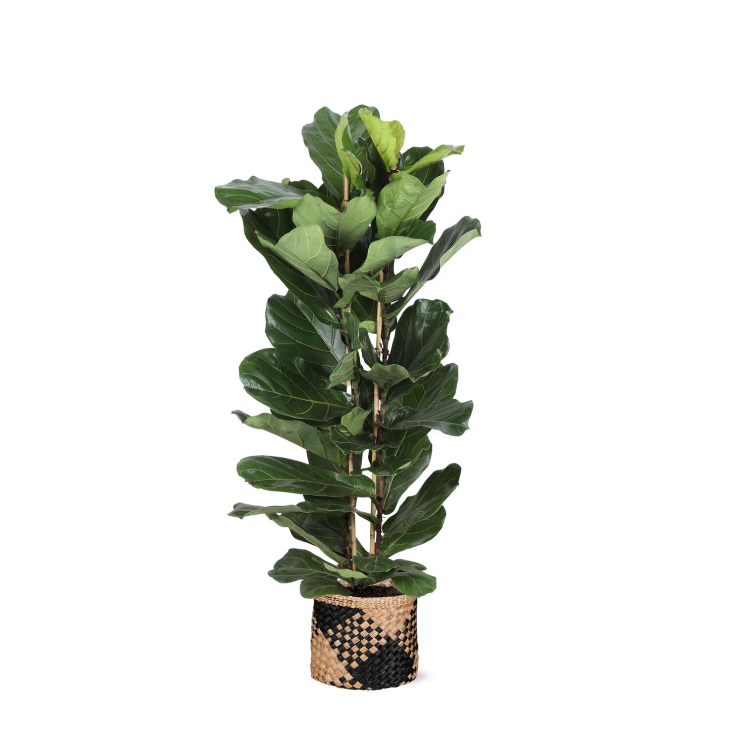 Ficus Lyrata mit Topf - Zimmerpflanze - Ø27cm, ↕140cm - Geigenfeige