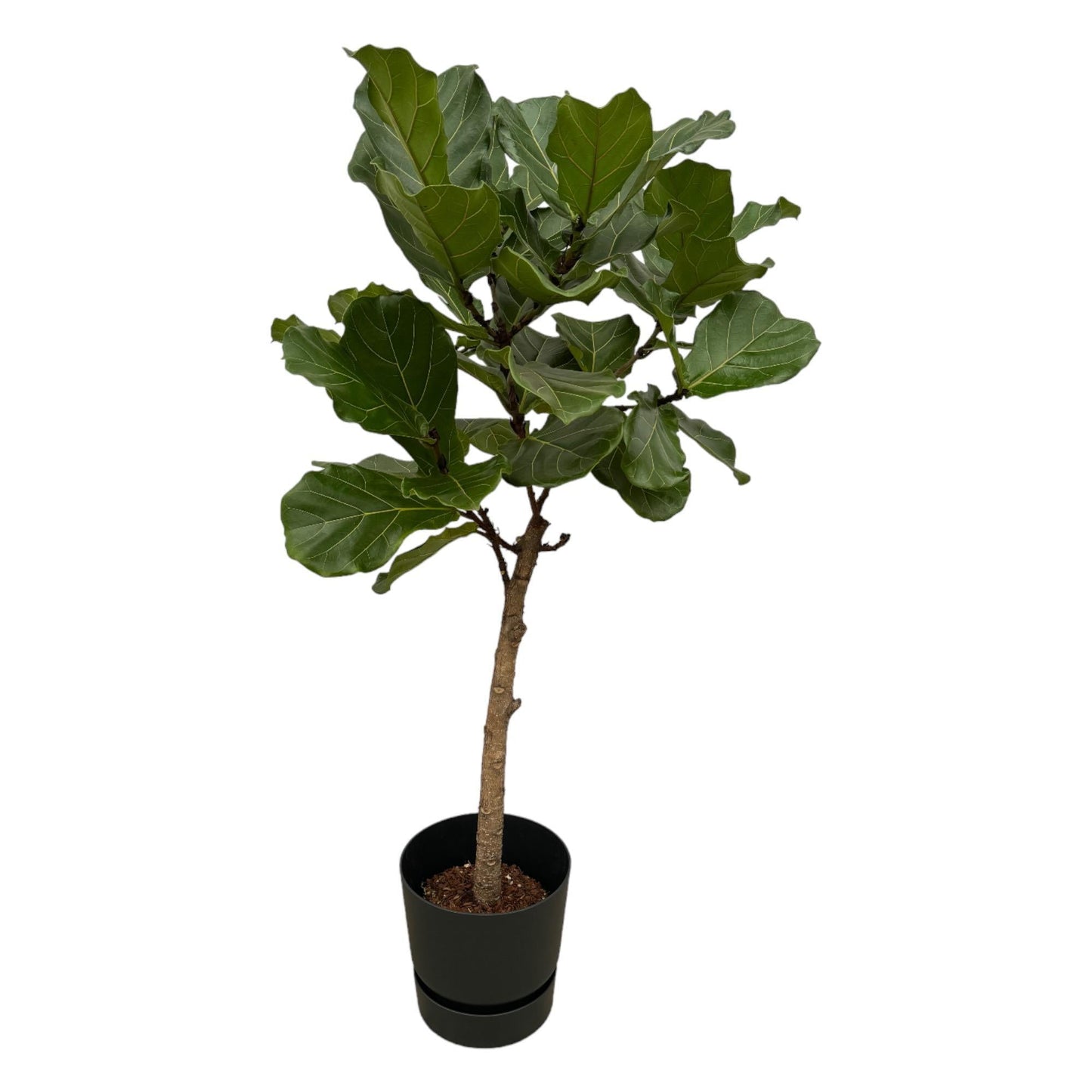 Ficus Lyrata Stamm mit Elho Topf in verschiedenen Farben - 160cm - Ø30cm - Zimmerpflanze -große Zimmerpflanzen - Geigenfeige