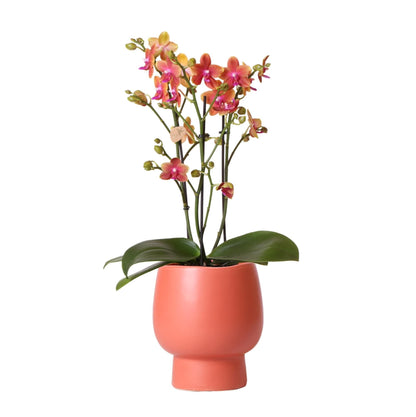 Kolibri Orchids | Orange duftende Phalaenopsis Orchidee im terrakottafarbenen Scandic Topf - Topfgröße Ø12cm Schmetterlingsorchideen Orchidaceae - grüne-wurzel