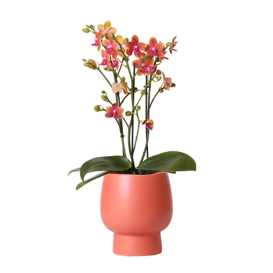 Kolibri Orchids | Orange duftende Phalaenopsis Orchidee im terrakottafarbenen Scandic Topf - Topfgröße Ø12cm Schmetterlingsorchideen Orchidaceae - grüne-wurzel