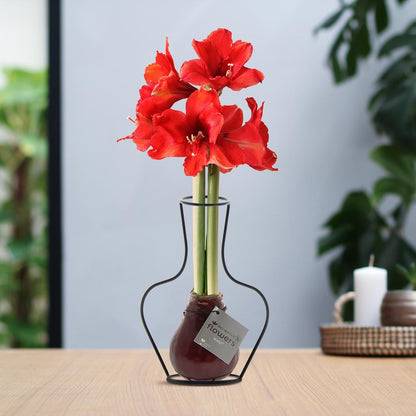 Amaryllis No Water Flowers Wachsblume - Pflegeleichte Blühende rote Zimmerpflanze Blume mit Wachs Rot und Weiß